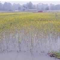 हिउँदे वर्षात्ले तरकारीमा क्षति