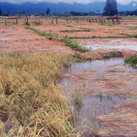 चितवनको ३० प्रतिशत धानबालीमा क्षति
