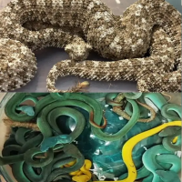 भारतमा