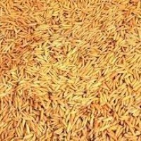 लक्ष्य प्राप्ति भएपछि धान खरीद कार्य बन्द