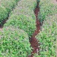 बाँकेमा व्यावसायिक जडीबुटी खेती