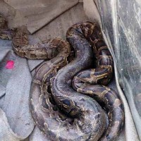    Python rescued from rivulet   