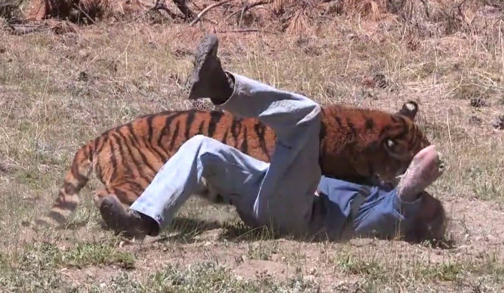 बर्दिया मा रोकिएन बाघ को आक्रमण : गैँडा गणना गर्ने गणक को बाघ ले लियो ज्यान