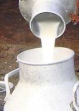 सुदूरपश्चिम दूध उत्पादनमा आत्मनिर्भर बन्दै,