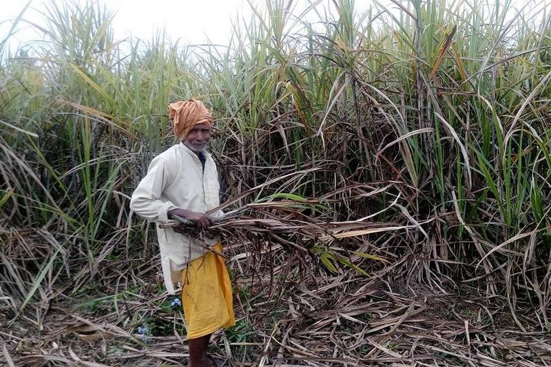     Sugarcane farmers agitated again   